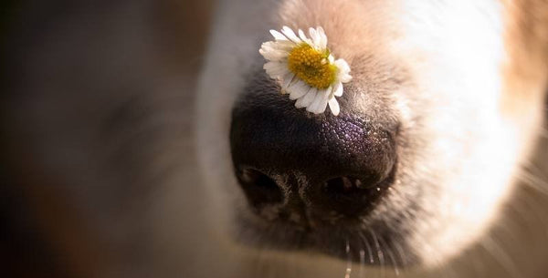 Dog ate shop petroleum jelly