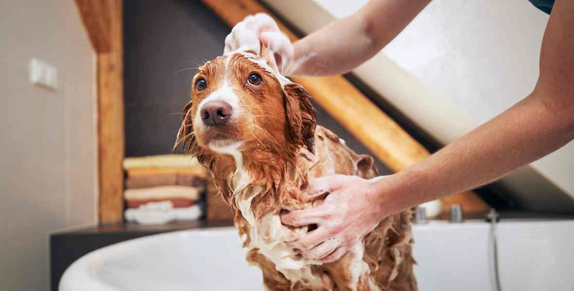 How to Use a Dog Shampoo Bar, Step by Step Guide - The Happy Jack Co