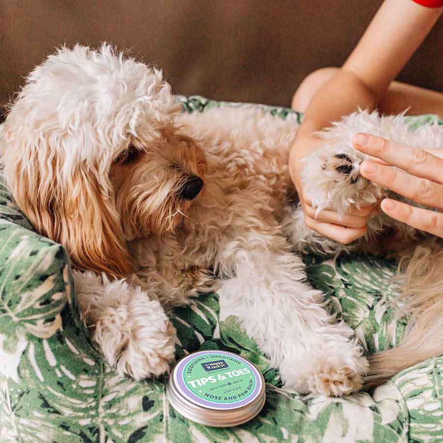 Paw Health not Poor Health - The Happy Jack Co