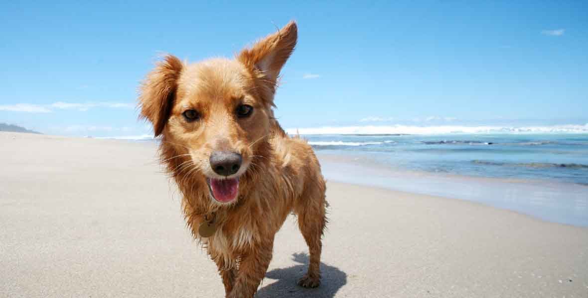 Shark Cartilage for Dogs: A Natural Solution for Better Skin, Joint and Oral Health - The Happy Jack Co
