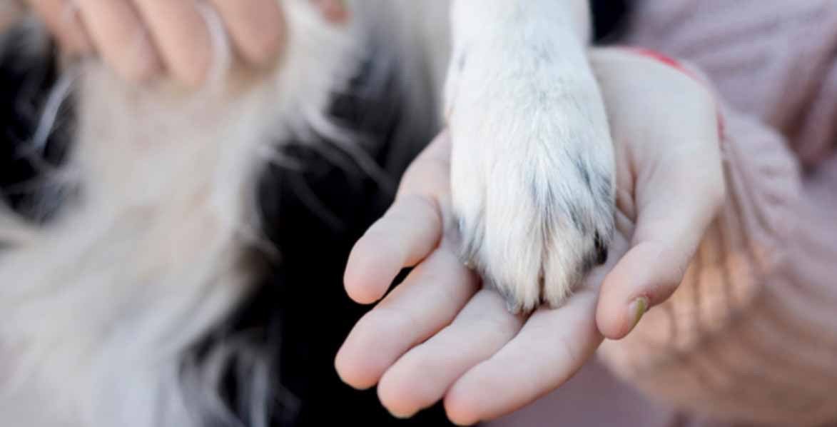 Why paw balm is important for dogs - The Happy Jack Co
