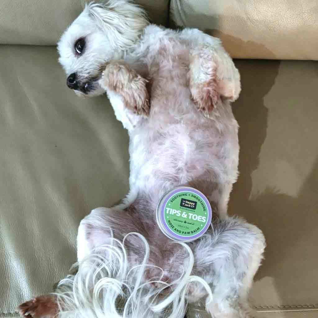 Dog with paw balm