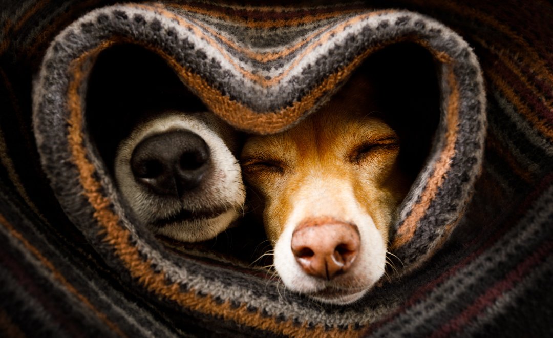10 Heartwarming Ways to Celebrate Valentine's Day with Your Dog - gmedia