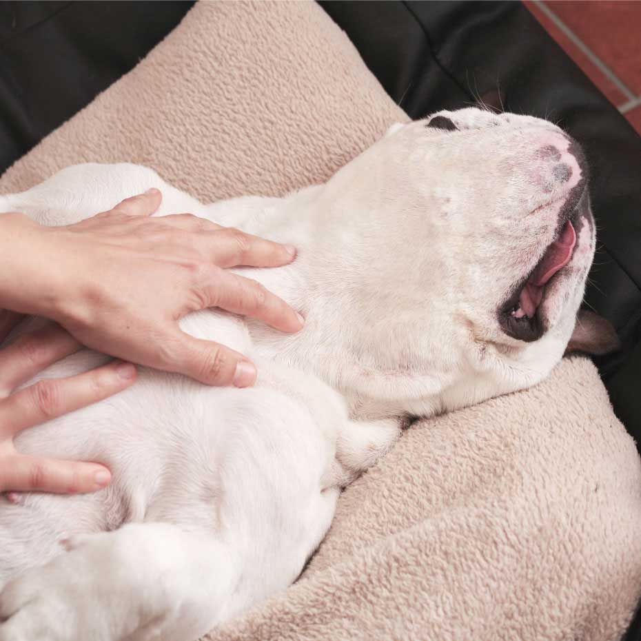 8 benefits of aromatherapy for your dog The Happy Jack Co