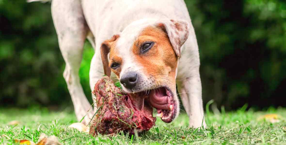 Are raw bones good for dogs' teeth? Natural teeth cleaning for dogs. - The Happy Jack Co