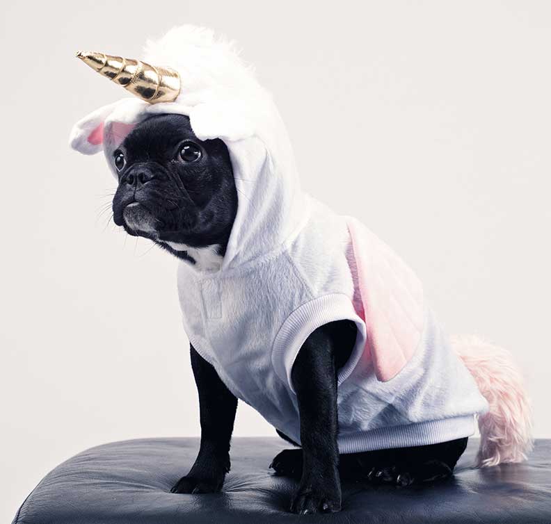 Halloween, the good the bad and the ugly: Tips for enjoying it with your pup - The Happy Jack Co