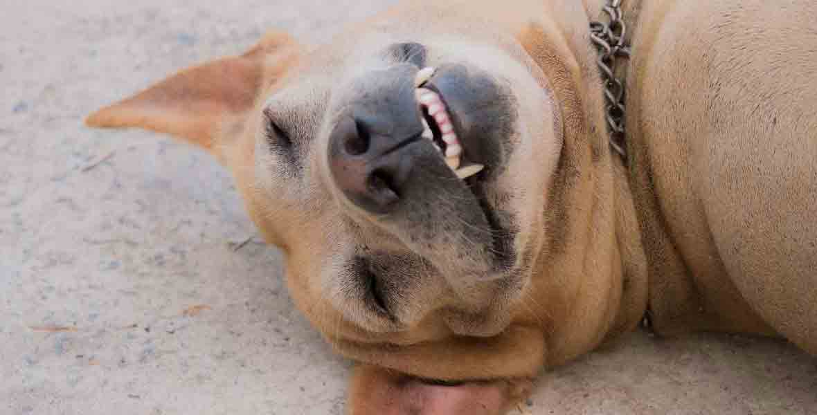 The importance of caring for your dog's teeth - The Happy Jack Co