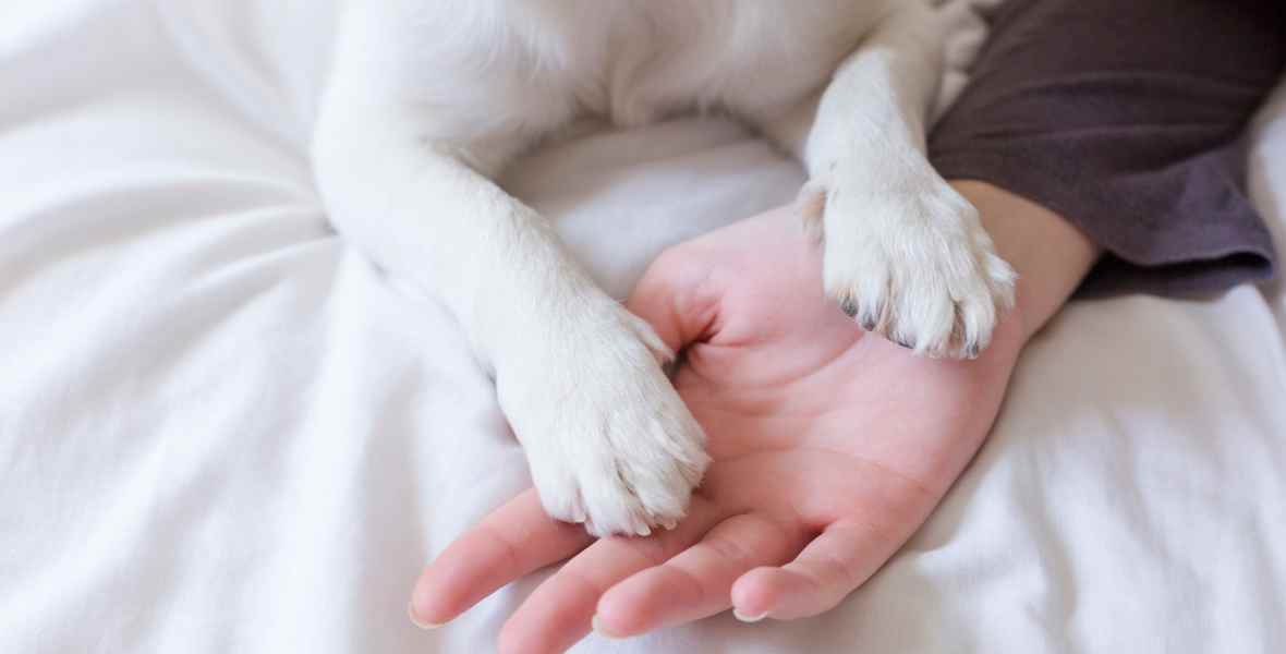 Why is My Dog Licking His Paws: Causes and Natural Remedies - The Happy Jack Co