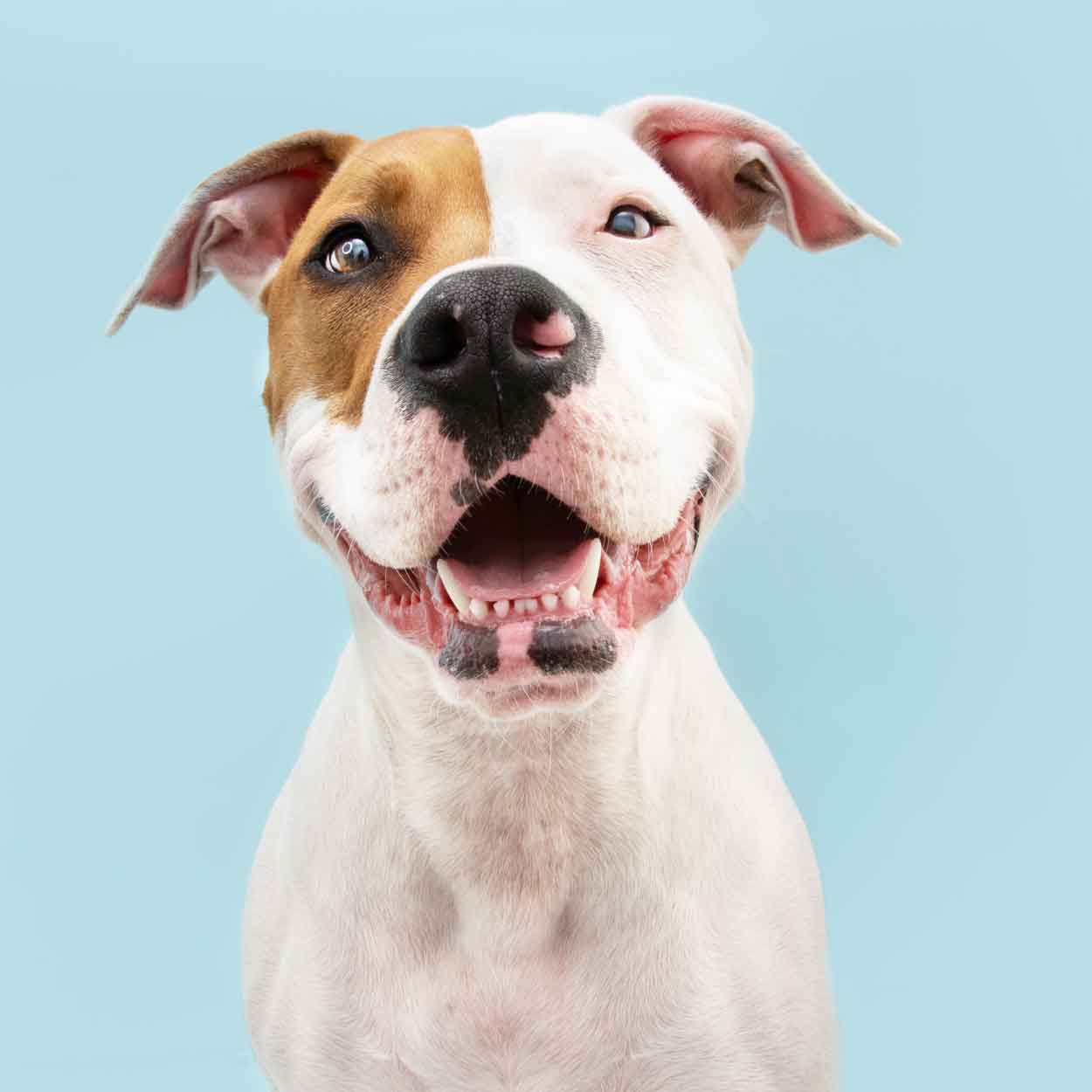 Bundle & Save | The Happy Jack Co