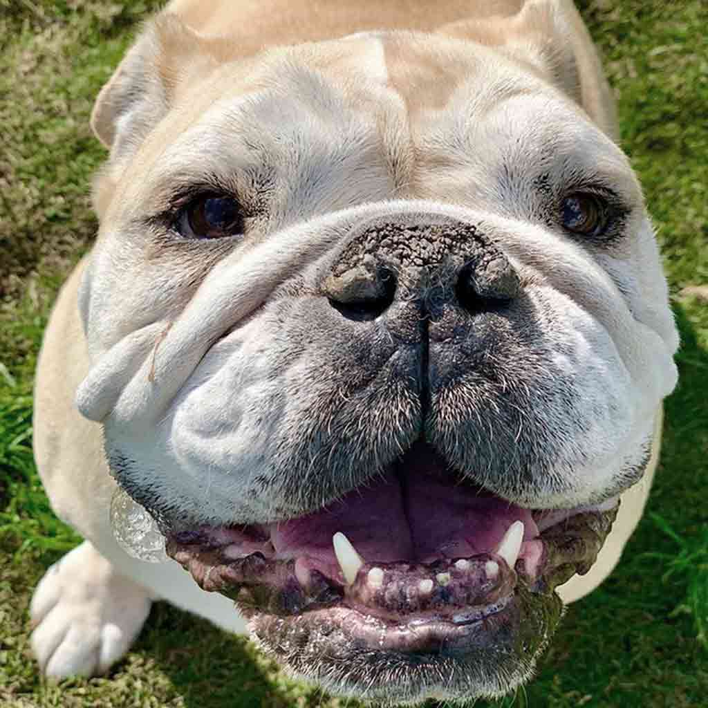 Dog with cracked calloused nose.