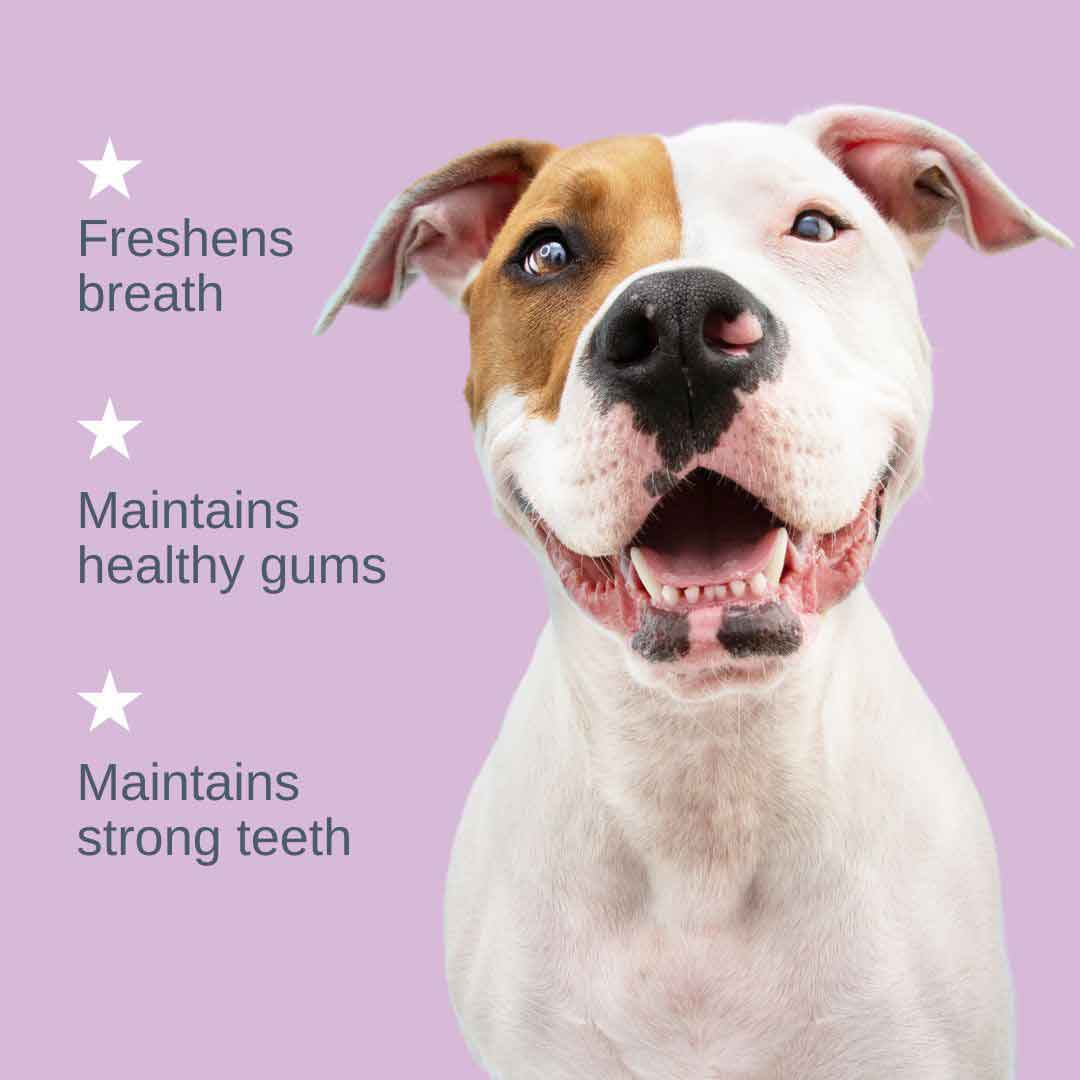 Easy dog dental care. Freshens breath. Maintains healthy Gums. Maintains strong teeth.