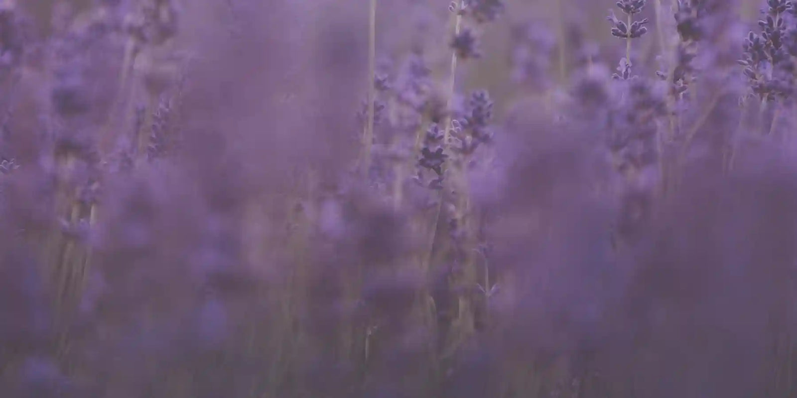 Natural Dog Care | The Happy Jack Co