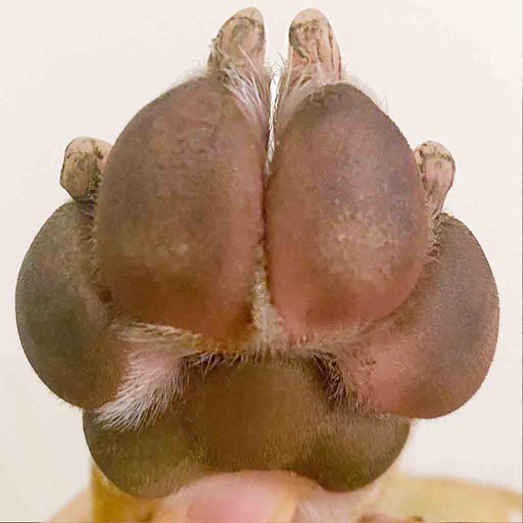 After phorn of dog who has used paw balm. Softer and smoother.