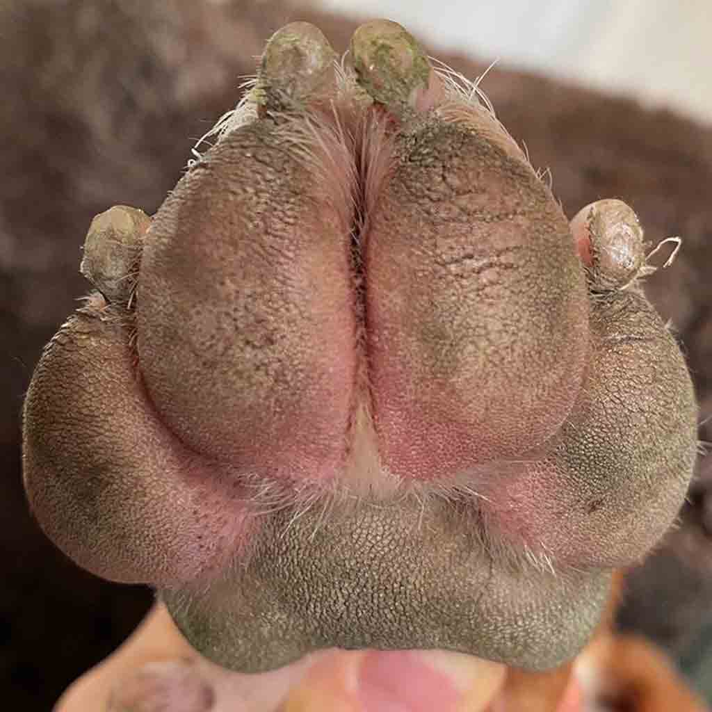 Dog with red, cracked paw