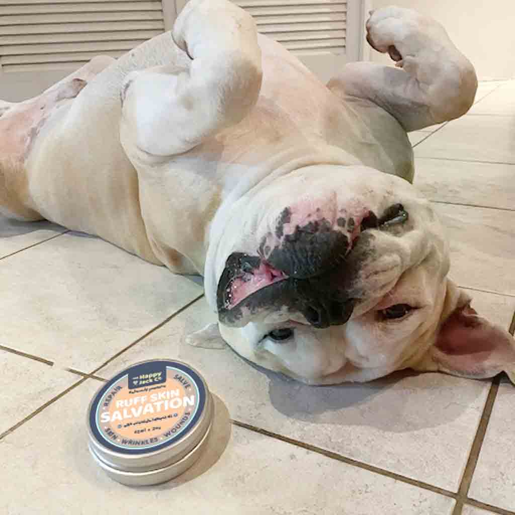 After photo of dog with no rash