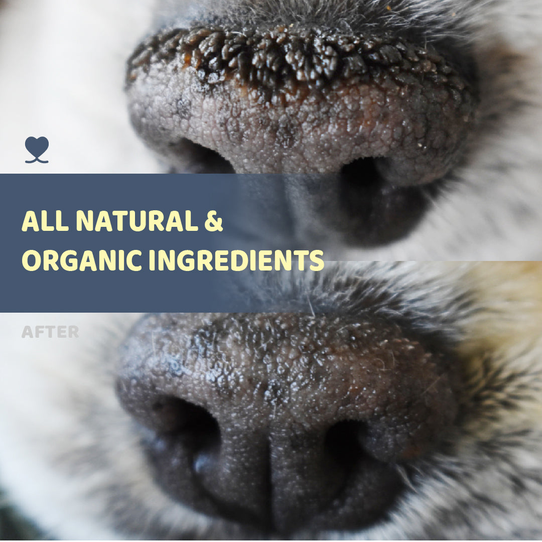 Natural dog nose balm before and after
