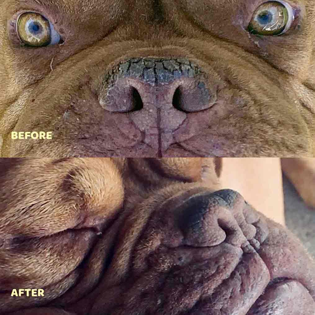 Natural dog nose balm before and after
